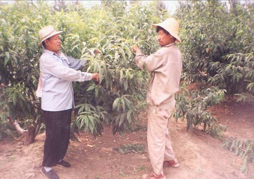 残疾人参加果树栽培技术培训